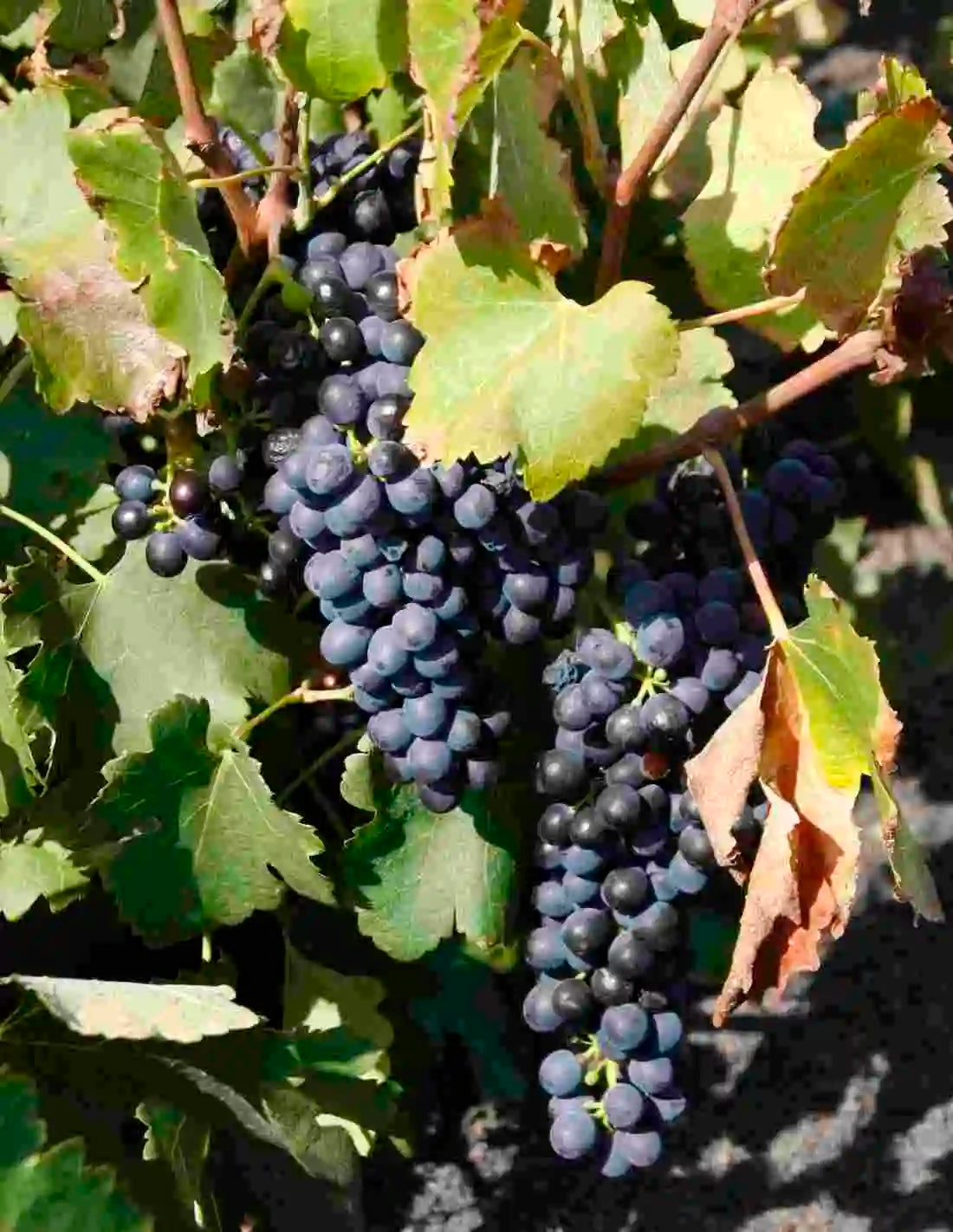 Nuestros vinos Syrah | Bodegas EL GRIFO