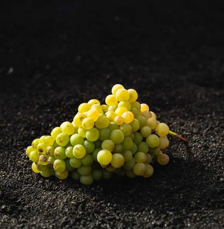Listán Blanco Lanzarote