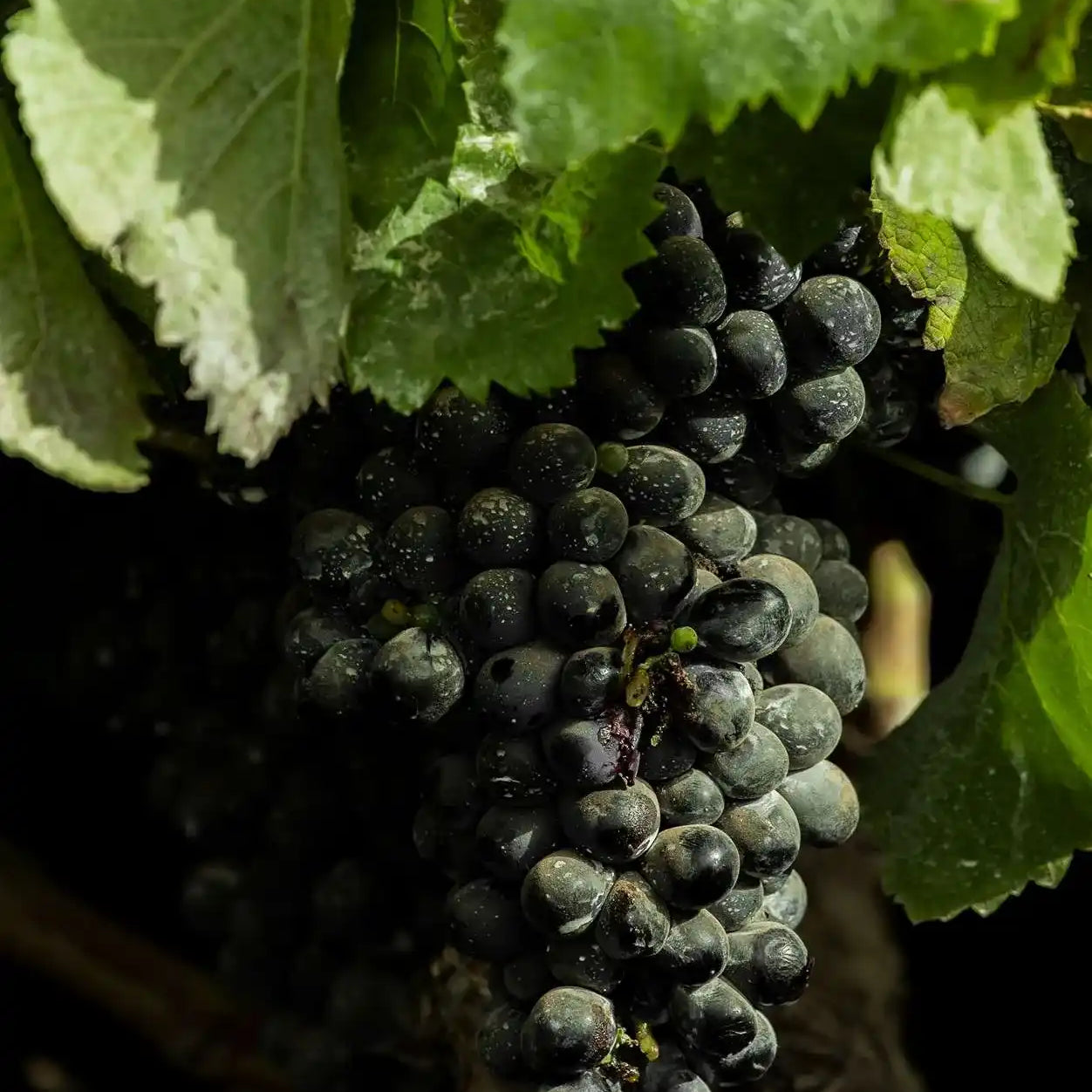 Vinos Vijariego Negro Lanzarote | Bodegas EL GRIFO