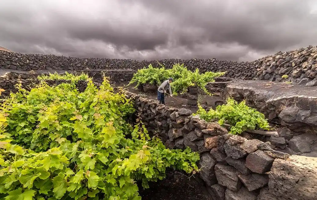 Chaboco La Geria Bodegas El Grifo Lanzarote