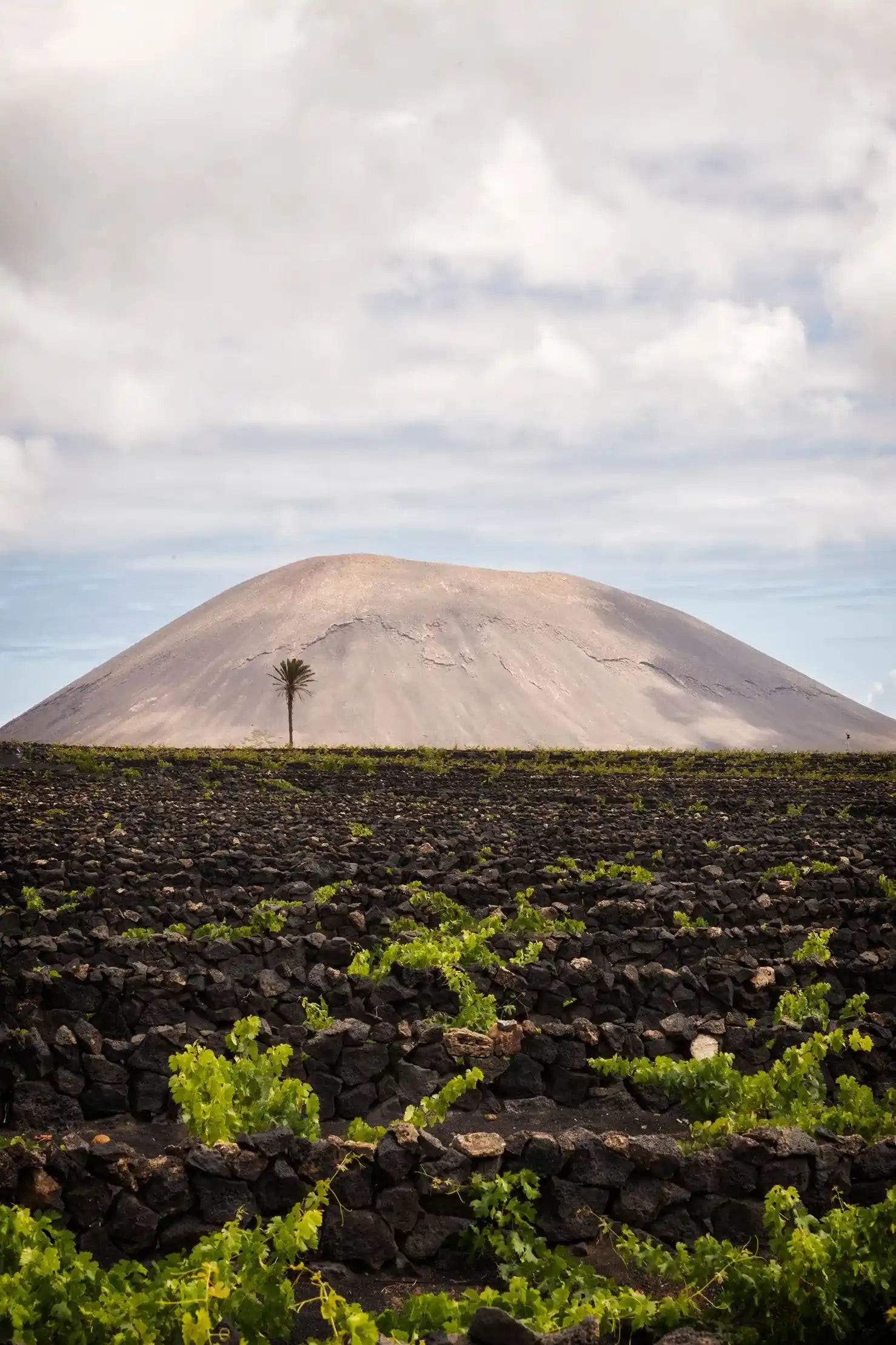 Finca de Bodegas El Grifo en Lanzarote La Geria