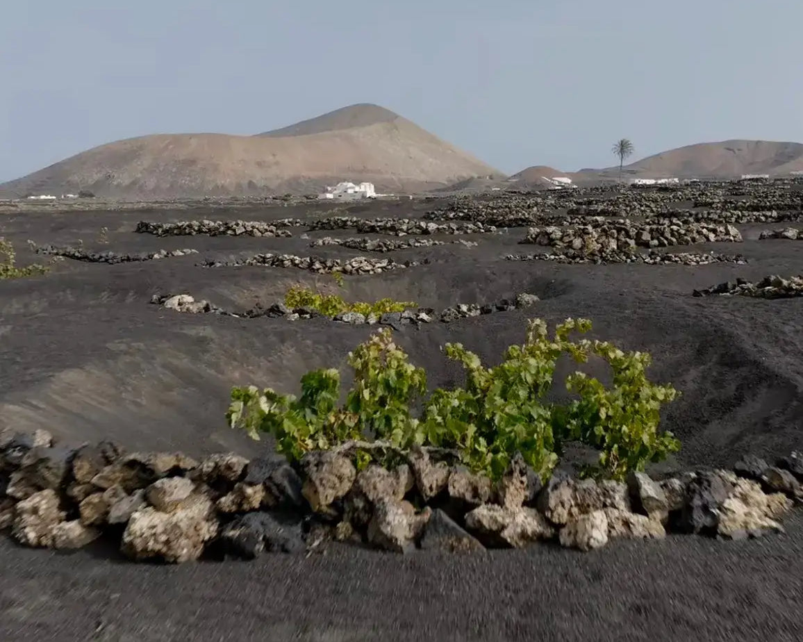 Wine tour en Lanzarote - senderismo y vino entre volcanes | Visita guiada de nuestra bodega en Lanzarote