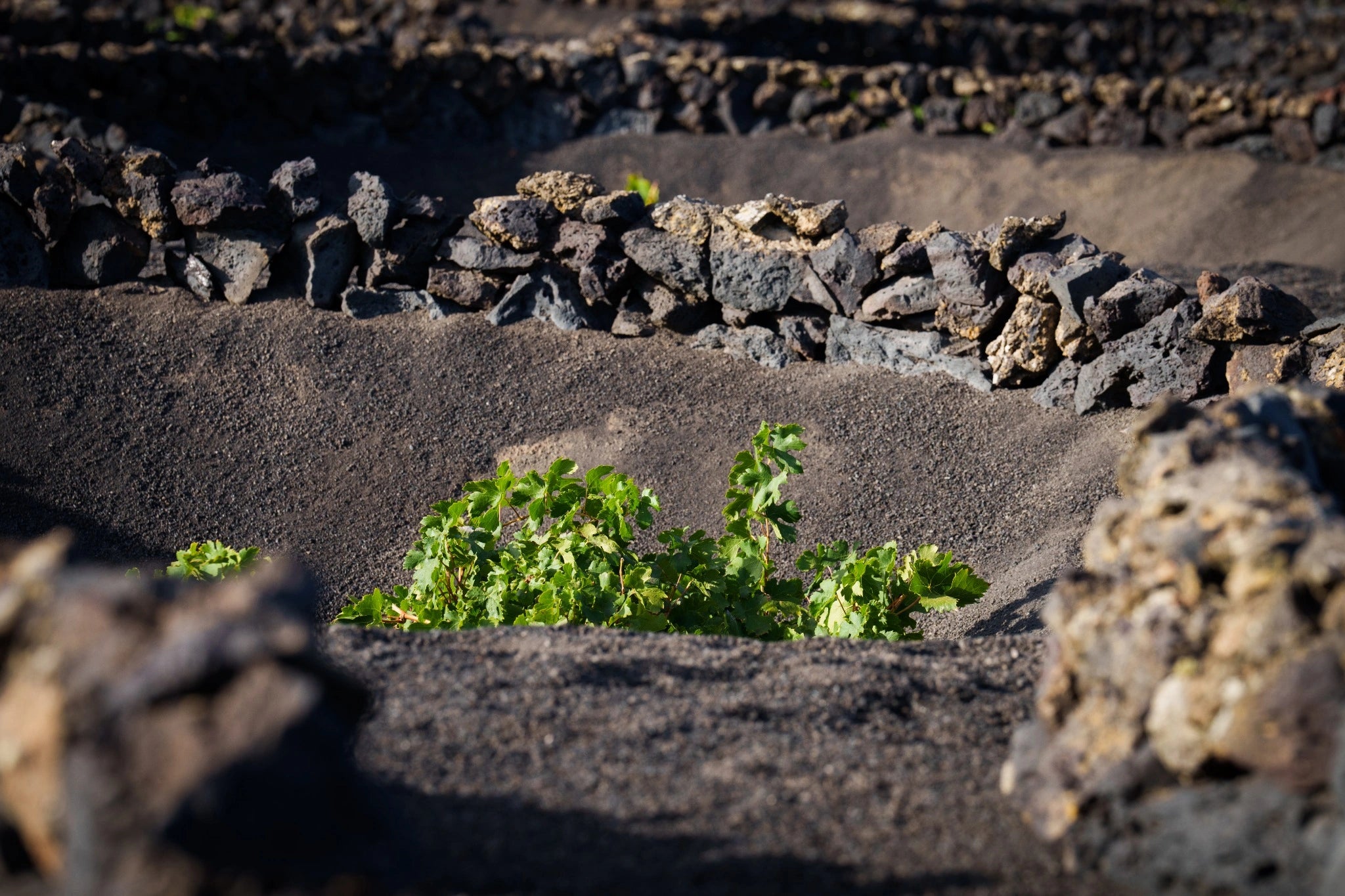 Viña tradicional de Lanzarote cultivada en hoyo sobre picón volcánico, protegida por muros de piedra en el paisaje de La Geria.