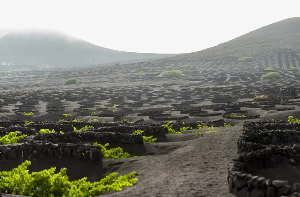 Paisaje de viñedos en La Geria, Lanzarote, con cepas verdes protegidas por muros de piedra volcánica en hoyos excavados sobre ceniza negra, bajo un cielo nublado con montañas al fondo.