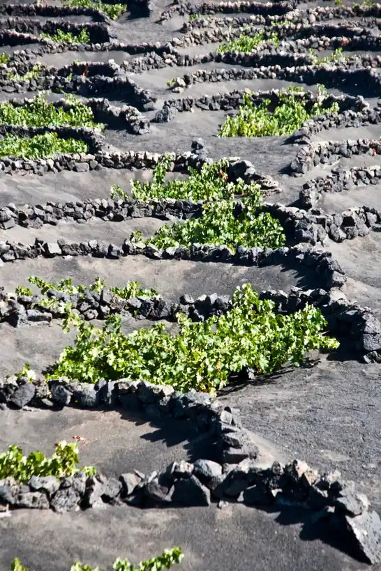 Viñedos tradicionales deLanzarote, plantados en hoyos excavados en ceniza volcánica y protegidos por muros semicirculares de piedra.