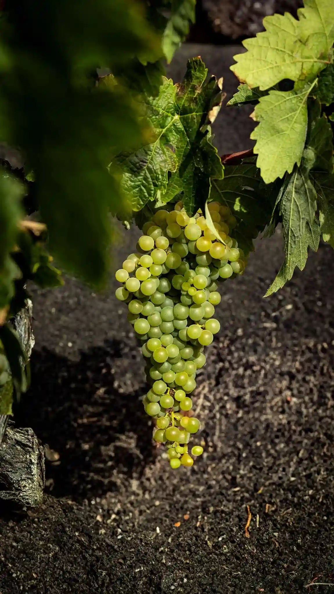 Malvasía Volcánica Bodegas El Grifo Lanzarote