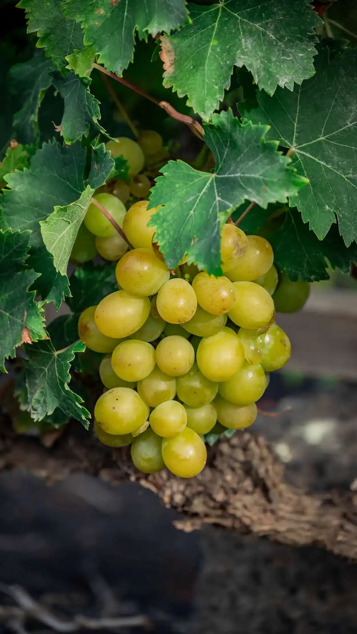 Uva Moscatel El Grifo Lanzarote 1775