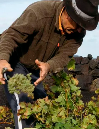 El Grifo realiza con éxito su segunda Vendimia de Invierno en Lanzarote