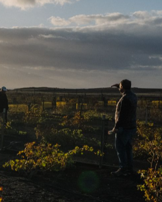 Una vendimia de invierno para conseguir un vino histórico