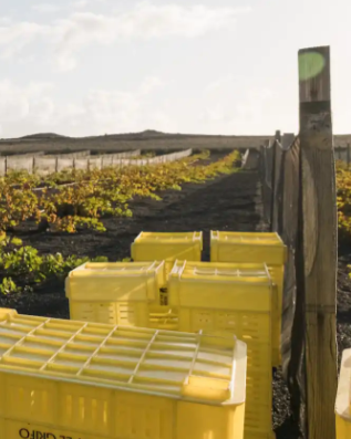 La Vendimia de Invierno en el mes de abril de Bodegas El Grifo