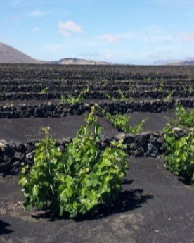 Volcanes como el de La Palma traen vida: así nace de las cenizas un buen vino
