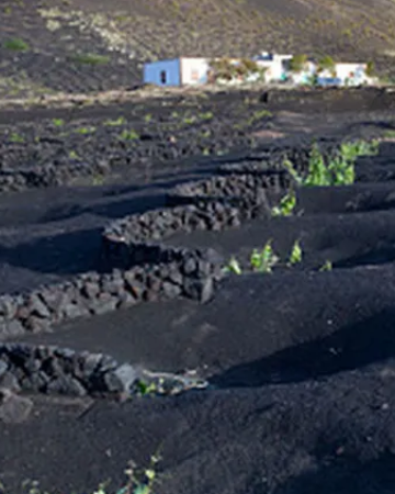 La Geria: así es el jardín imposible que brotó de las cenizas del volcán en Lanzarote