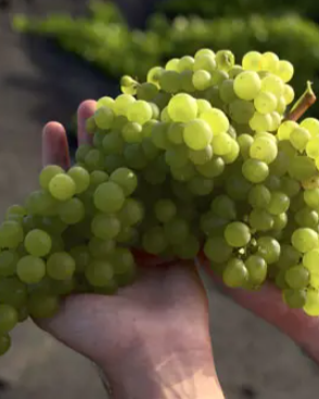 Llega una nueva edición de ‘Malvasía, la semana del vino de Lanzarote’