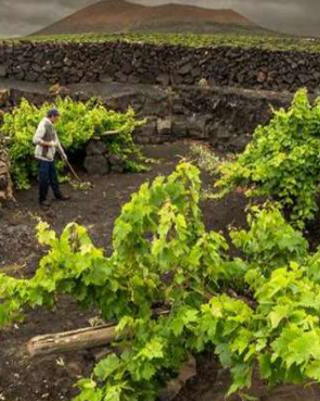 Lanzarote: cómo elaborar grandes vinos en condiciones imposibles