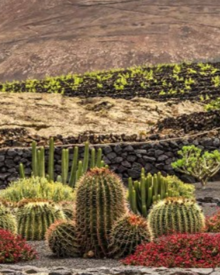 En 2025 el viñedo El Grifo será ecológico