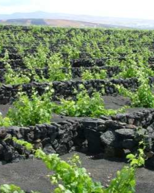 El Grifo prevé alcanzar 75 hectáreas de cultivo ecológico en 2025