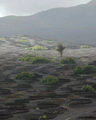 Una excursión por los paisajes del vino en Lanzarote