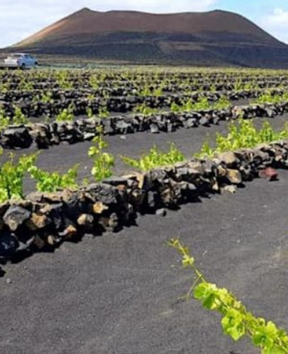 El Grifo, entre los mejores vinos extremos del mundo