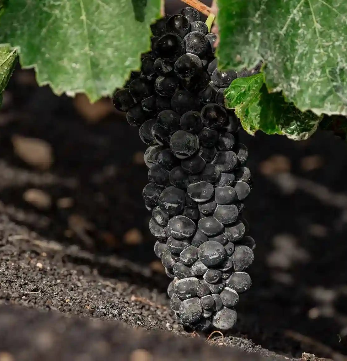 Uva Syrah El Grifo Lanzarote 1775