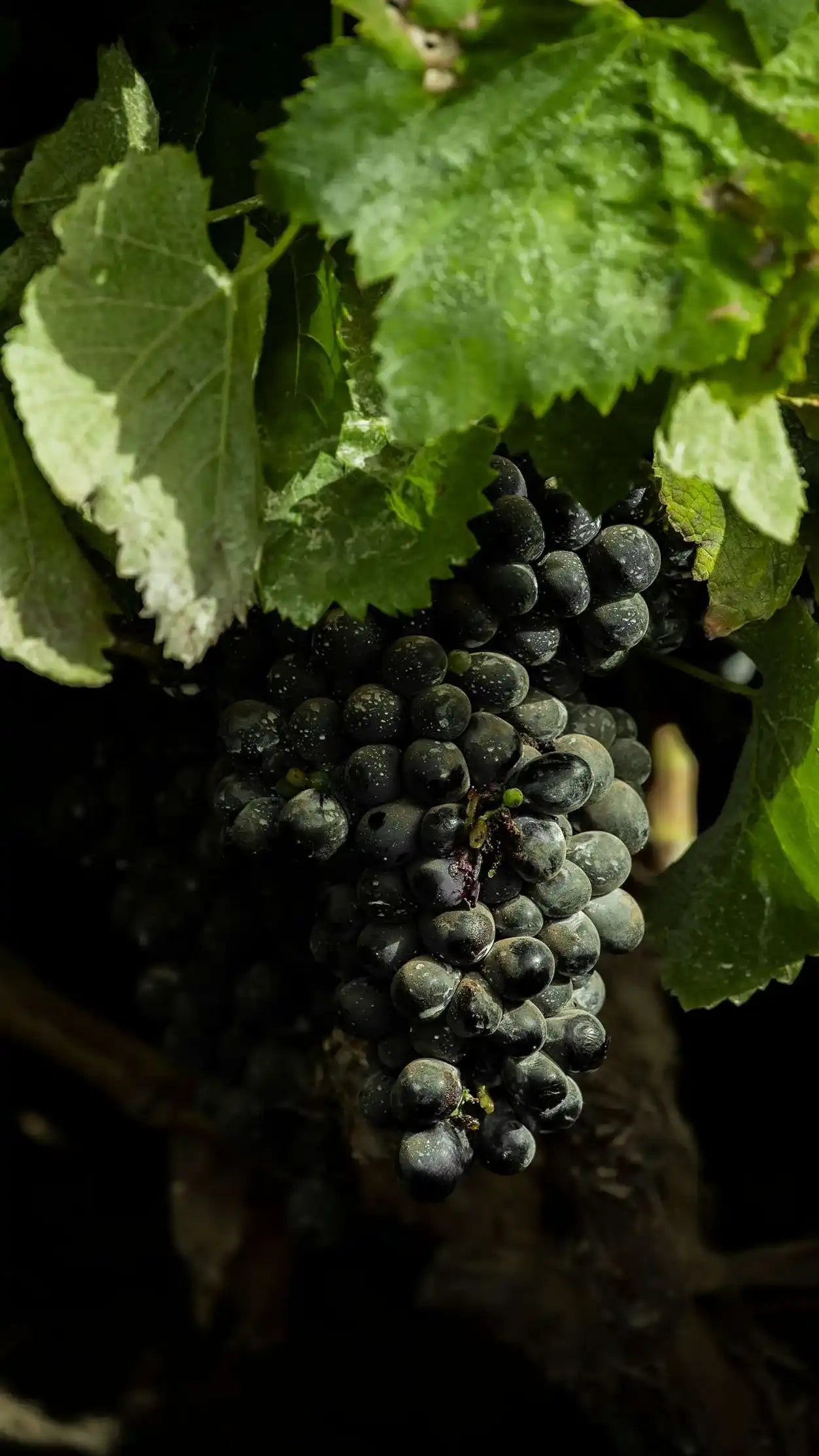 Vijariego Negro El Grifo Lanzarote 1775