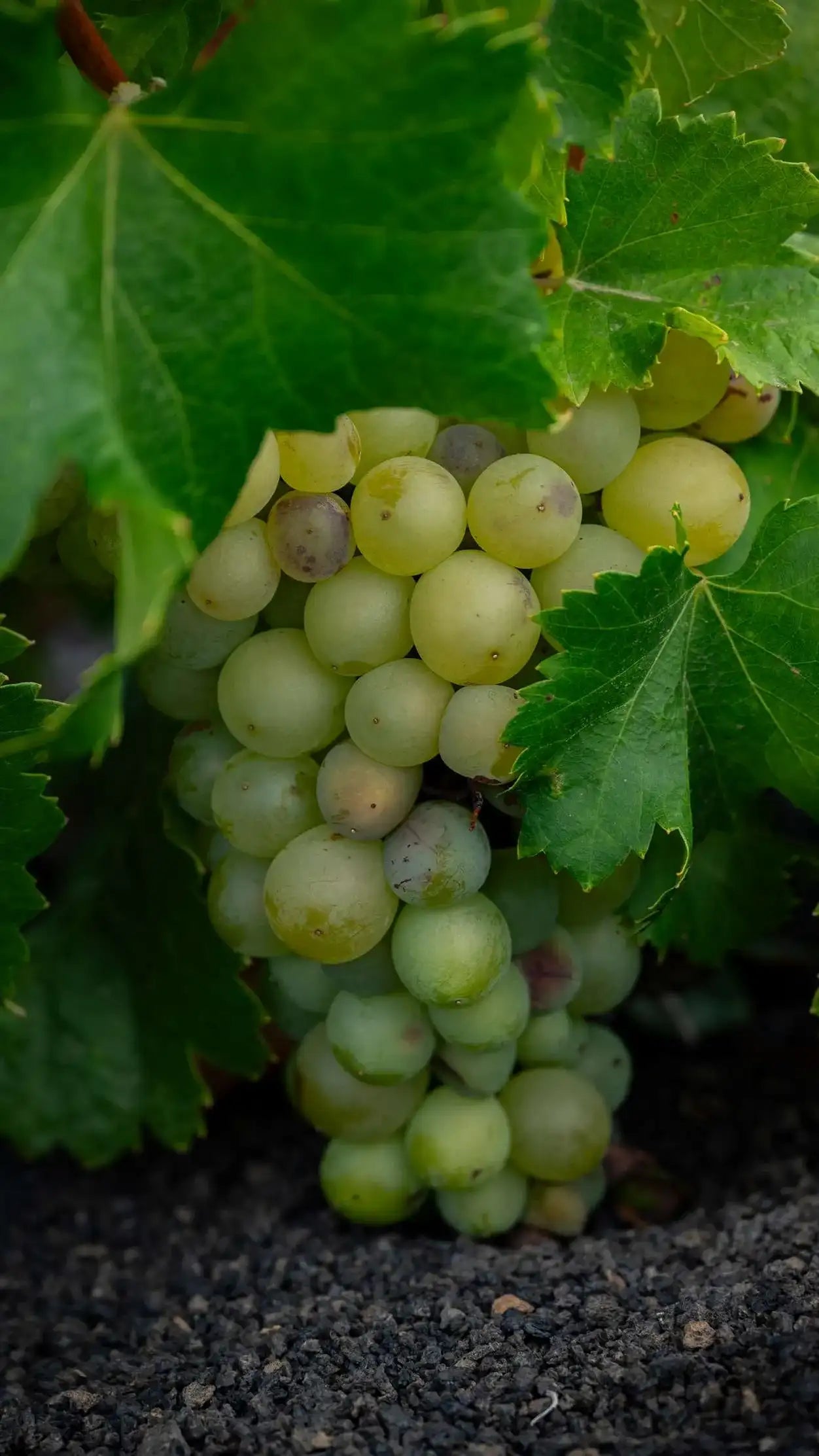 Vijariego Blanco El Grifo Lanzarote 1775