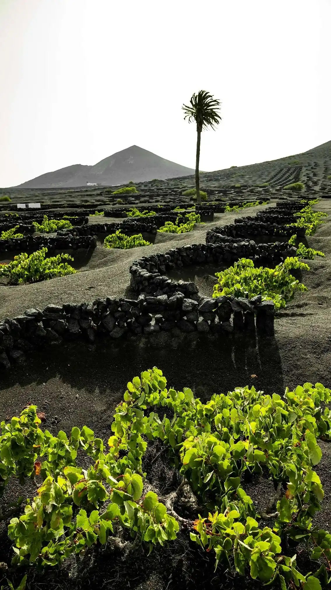 Vendimia El Grifo El Viñedo de lo Imposible. The Vineyard of the Impossible