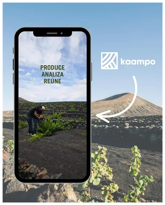 Imagen promocional de la aplicación Kaampo, mostrando un viñedo de Lanzarote con un viticultor revisando las plantas. En la pantalla de un teléfono móvil aparece la frase “Produce, analiza, reúne” sobre el paisaje volcánico característico, con un volcán al fondo y muros de piedra que protegen las vides.