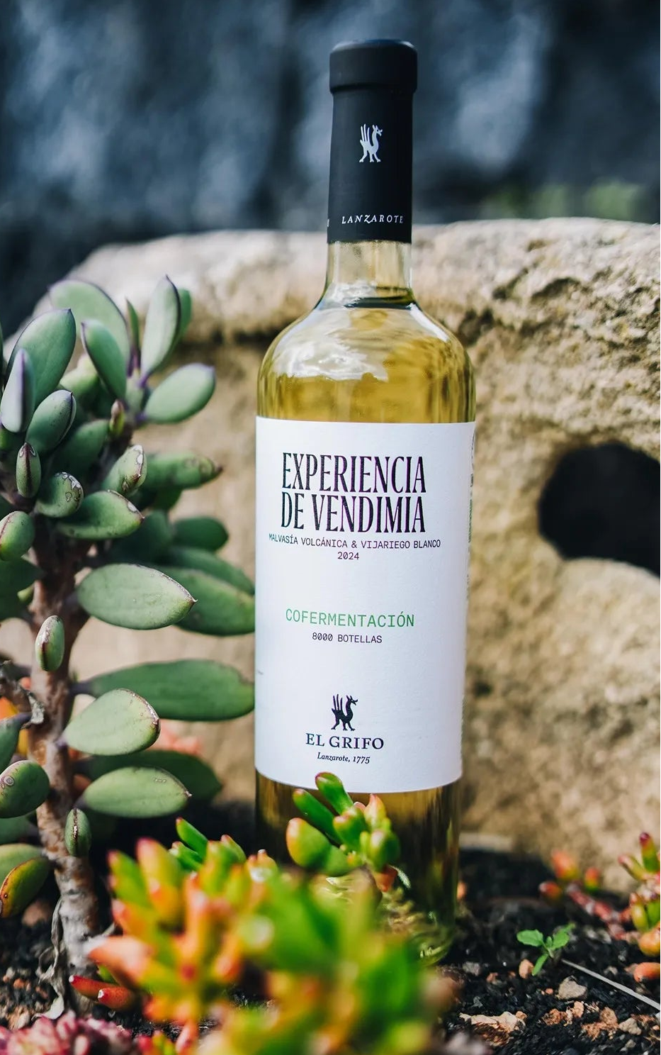 Experiencia de Vendimia Cofermentación EL GRIFO Lanzarote