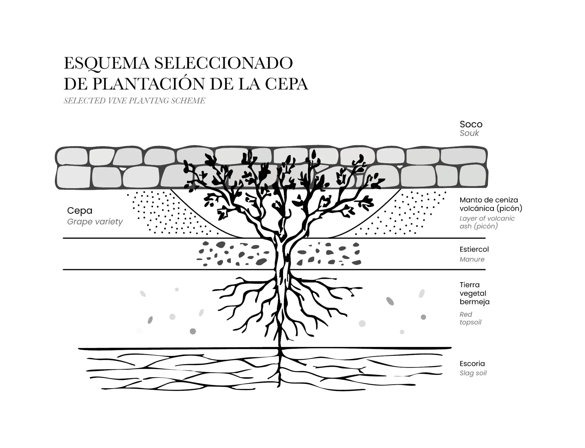 Esquema ilustrado de plantación tradicional de la vid en Lanzarote, mostrando una cepa en hoyo protegido por un muro de piedra (soco), con capas de picón o ceniza volcánica, estiércol, tierra vegetal bermeja y escoria volcánica, y detalle del sistema radicular en suelo volcánico.
