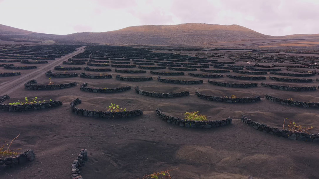 La Geria Lanzarote El Grifo
