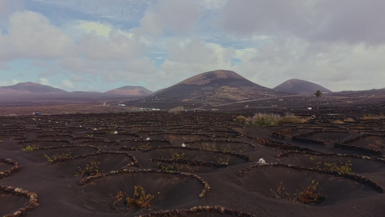 Vendimia Bodegas El Grifo | Vinos heroicos | LA GERIA Lanzarote