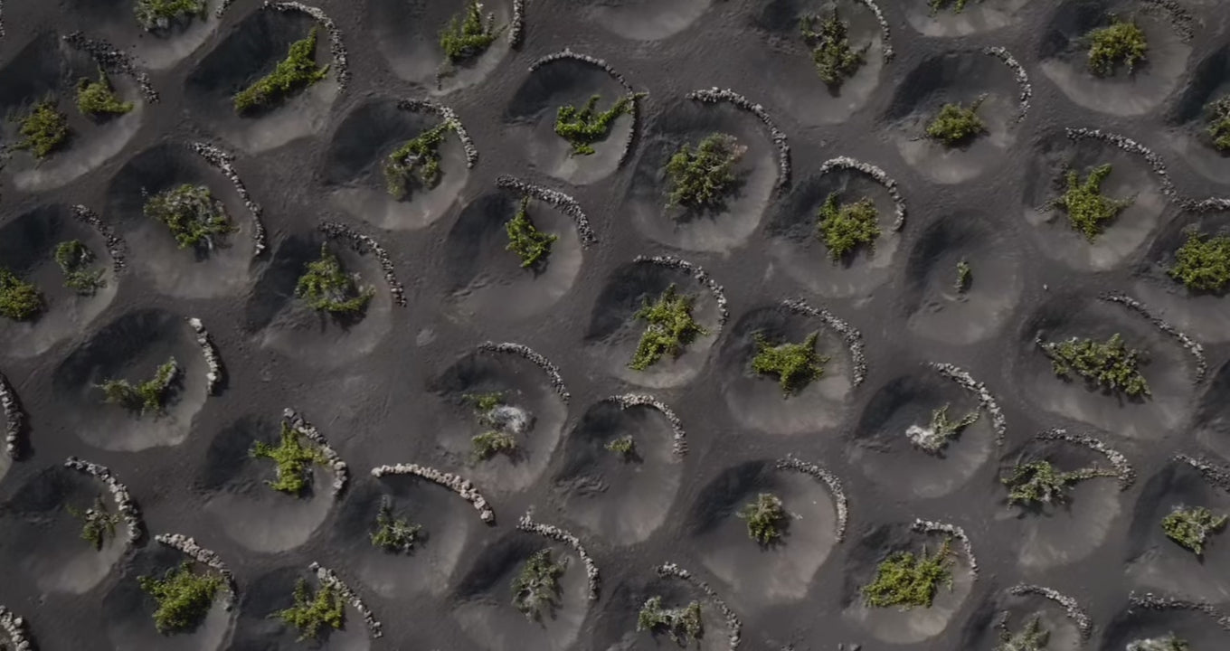 La Geria viñedo de lo imposible Lanzarote Bodegas El Grifo 1775