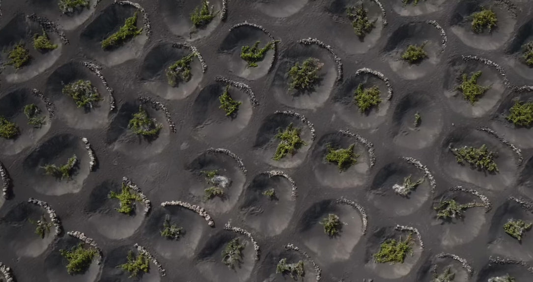 La Geria viñedo de lo imposible Lanzarote Bodegas El Grifo 1775