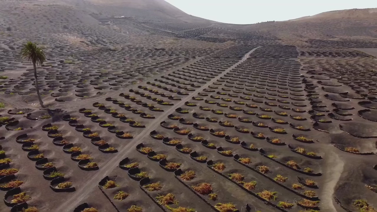 Bodegas El Grifo Lanzarote 1775 Wine Tourism Experiences | La Geria Viñedo de lo imposible