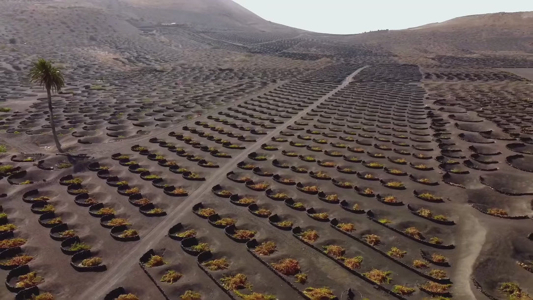 Bodegas El Grifo Lanzarote 1775 Wine Tourism Experiences | La Geria Viñedo de lo imposible