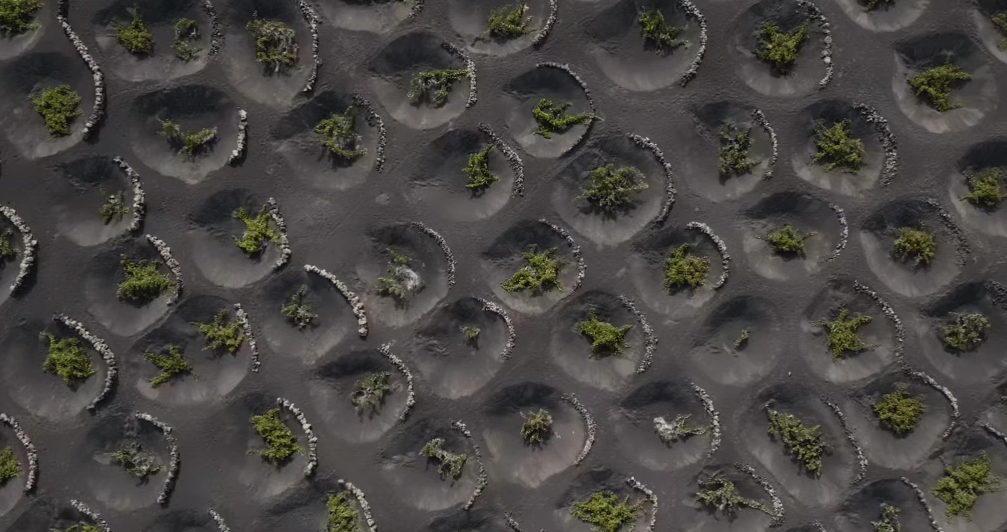 La Geria viñedo de lo imposible Lanzarote Bodegas El Grifo 1775