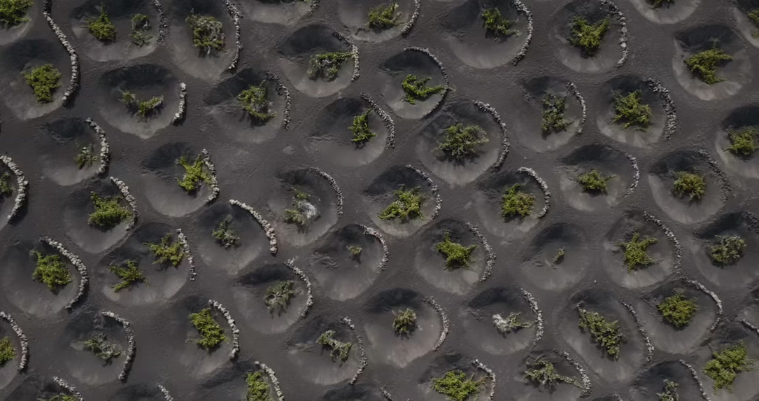 La Geria viñedo de lo imposible Lanzarote Bodegas El Grifo 1775