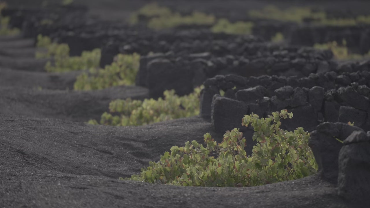 Varietales cultivados en La Geria - Bodegas El Grifo Lanzarote 1775