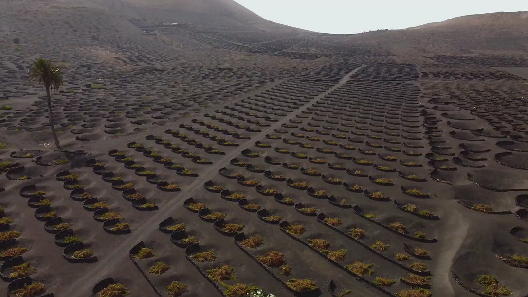 Viñedo de lo imposible Bodegas El Grifo Lanzarote