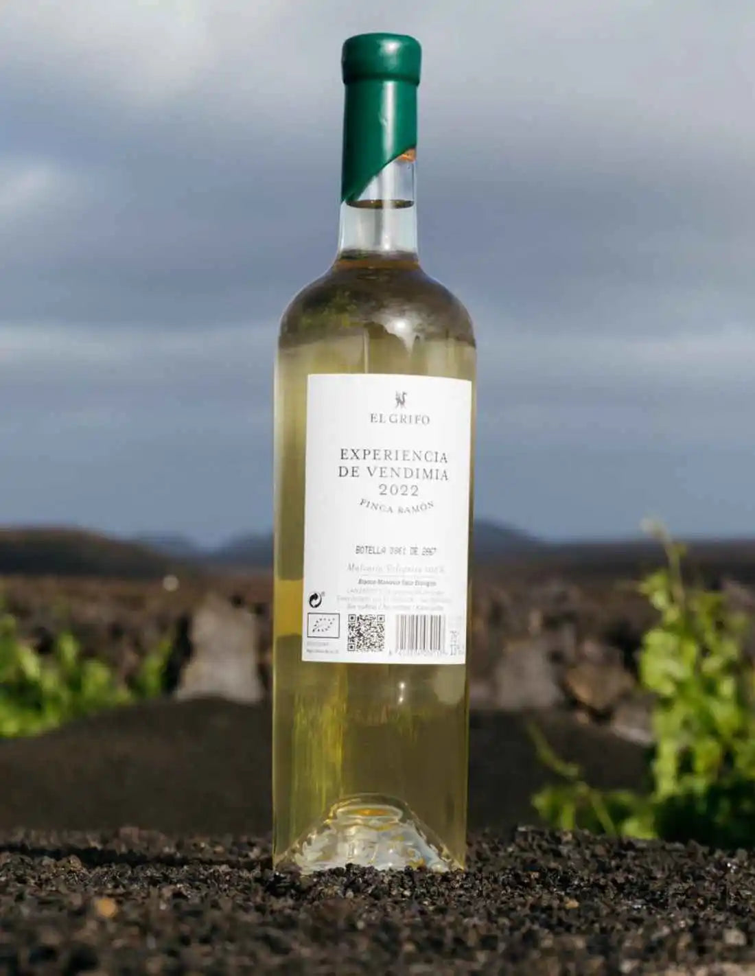 Vinbo Malvasia Volcanica Finca Ramon | El Grifo Lanzarote, Canarias